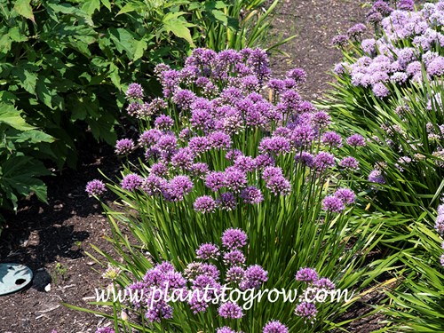 'Summer Music' Allium